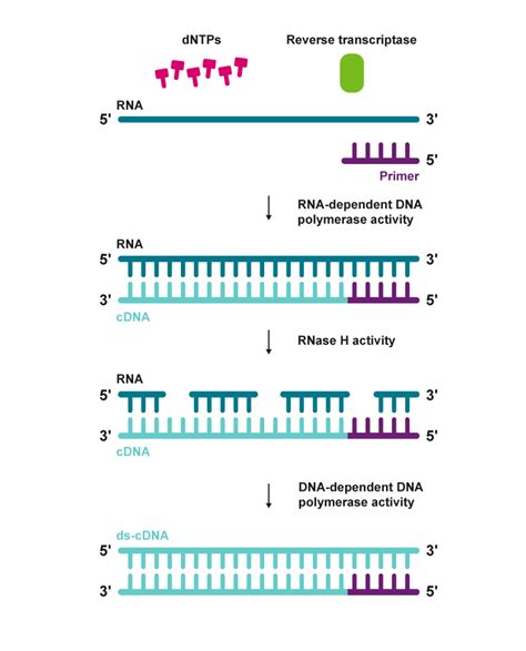 Image result for Transcriptase Inverse Function