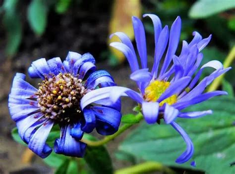 罕见的蓝色菊花，惊艳绝伦，太漂亮了，快分享给朋友吧！