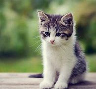 Image result for Cute Kitten Sayings