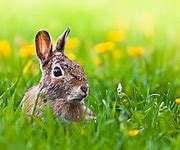 Image result for Russian Rabbit