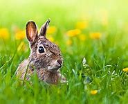 Image result for Spring Destop Backgrounds with Rabbits