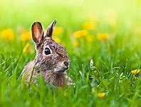 Image result for Baby Lionhead Bunny Rabbit