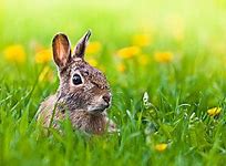 Image result for Cutest Rabbit