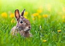 Image result for Rabbit Excited