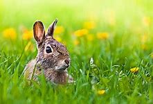 Image result for Animals Rabbits and Bunnies