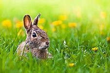 Image result for Bunny Rabbit Wallpaper