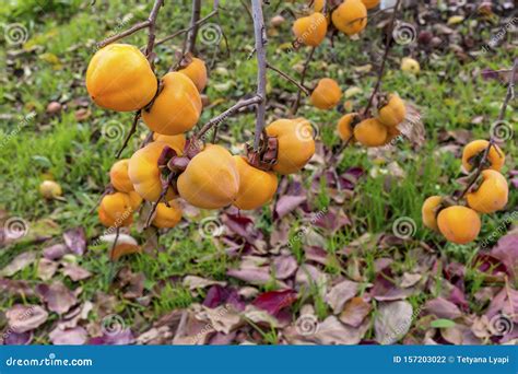 Ripening Persimmon Hanging on a Branch Stock Photo - Image of food ...