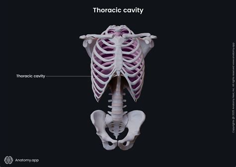 Anatomical terminology | Encyclopedia | Anatomy.app | Learn anatomy | 3D models, articles, and ...
