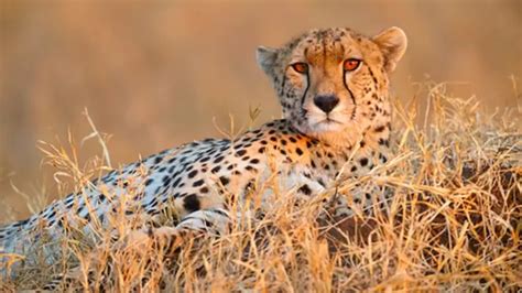 Male cheetah from South Africa dies in MP's Kuno National Park - India ...