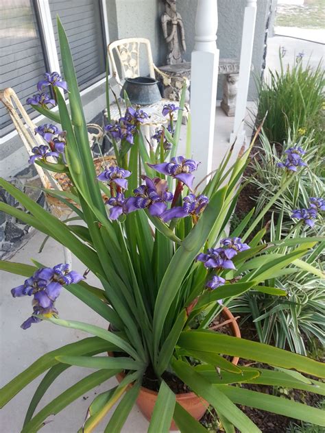 Planting Irises In Pots at Jett Embling blog