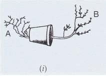 Lakhmir Singh and Manjit Kaur: Control and Coordination, Solutions- 2 ...