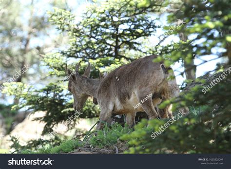 715 Spanish orchid Images, Stock Photos & Vectors | Shutterstock