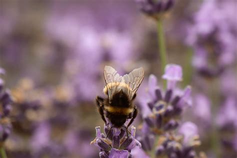 Free Cute Purple Background , [200+] Cute Purple Background s for FREE ...