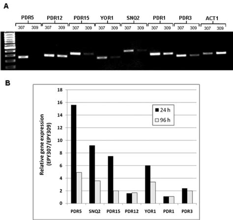Image result for Reverse Transcriptase PCR