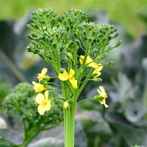 Chinese Broccoli Flowers Edible at Jason Criner blog