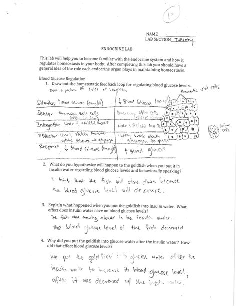 Endocrine Answers - For practice - 10 NAME LAB SECTION Tuesday ...