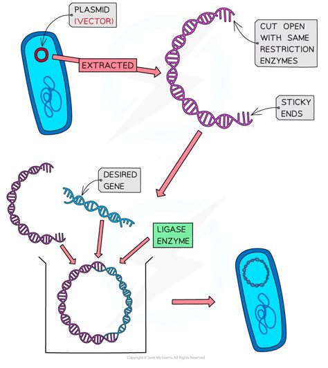 Plasmid Vector 的图像结果