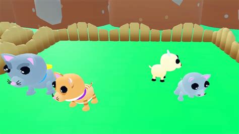 Image result for PSO2 How to Evolve Pet