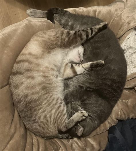 Image result for Best Friends Infinity