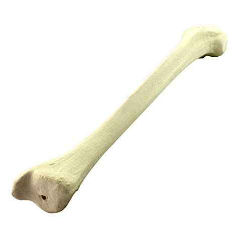 Buy Simulated Tibial Model Artificial Model Tibia Orthopedic Im ...