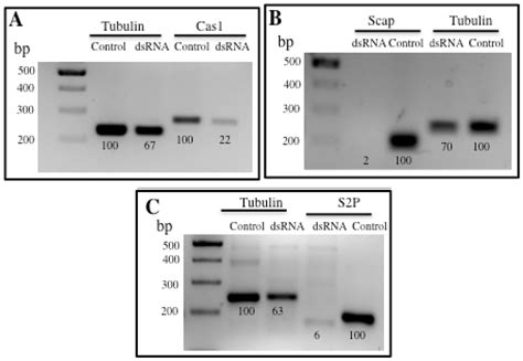 Role of UPR Pathway in Defense Response of Aedes aegypti against ...