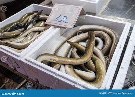 Fresh Raw Eel Fish on Seafood Market in Athens, Greece. Retail Place O ...