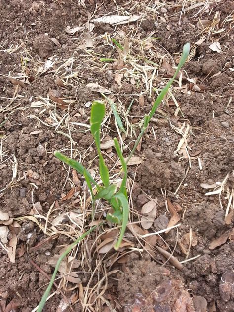 Front Range Food Gardener: Turning Under the Winter Ryegrass Cover Crop