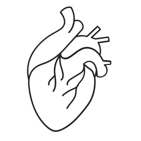 Heart Template Science at Robert Locklear blog