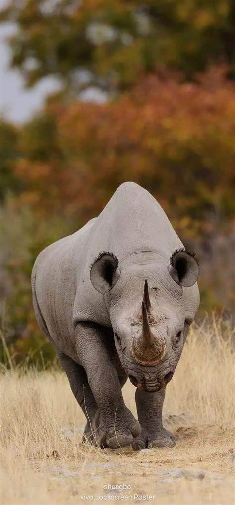 Image result for Rhino Shield Skin Tutorial