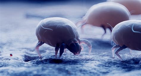 Dust Mite Bites: Symptoms, Allergy, Treatment, Prevention