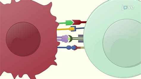 Video: Culturing of Activated T Cells from Human Peripheral Blood ...