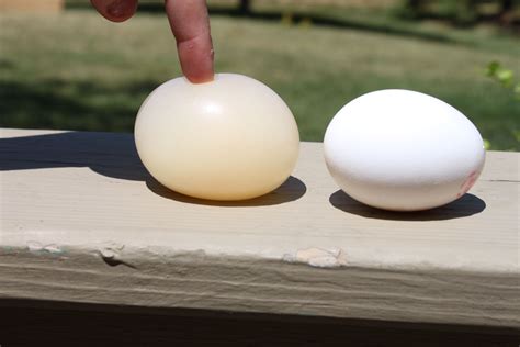 Vinegar egg experiment...soak egg in vinegar for 24 hours and the shell comes off and you are ...