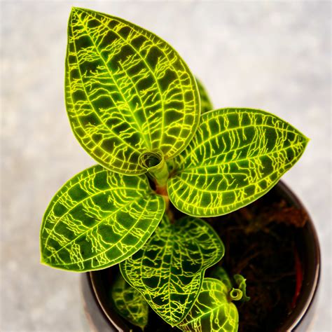 Ludisia Macodes Petola (Jewel Orchid) S - MikroKlimat