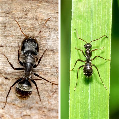 Carpenter Ants Vs Termites