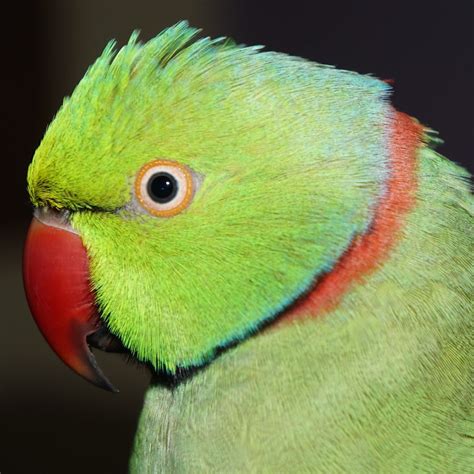 Image result for Coco Key Red Parrot