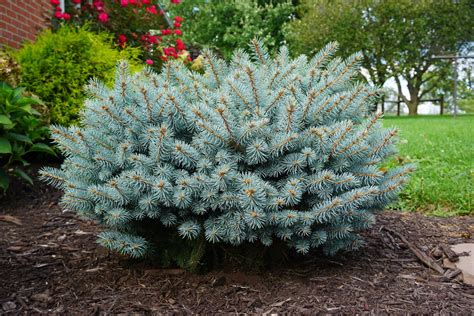 Globe Blue Spruce - Evergreens - Nolt’s Garden Center