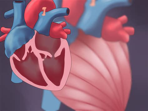 Animation Cardiac Output 的图像结果