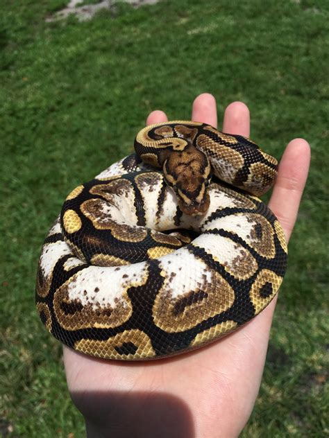 Image result for Ball Python
