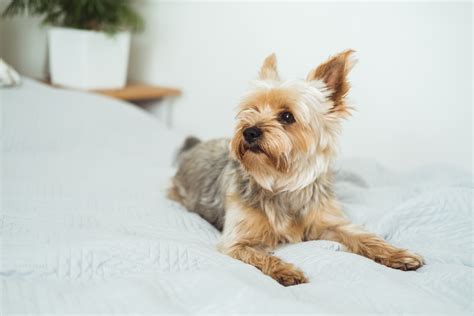 The 20 Best Apartment Dogs for Smaller Spaces | PetMD