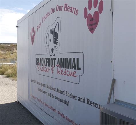 Blackfoot Animal Shelter provides update on adopted dogs - LocalNews8 ...