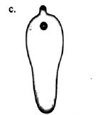 Match the columns I, II and III and choose the correct combination from ...