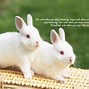 Image result for Rabbit Quotes. Short