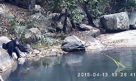 Image result for Chimps Using Sticks for Tools