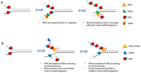 Interactive Roles of DNA Helicases and Translocases with the Single ...