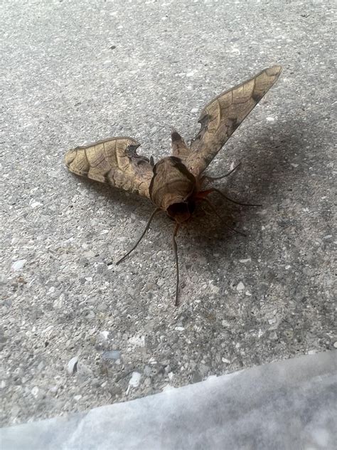 Image result for Moth Identifier