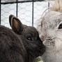 Image result for Newborn Rabbit Kits