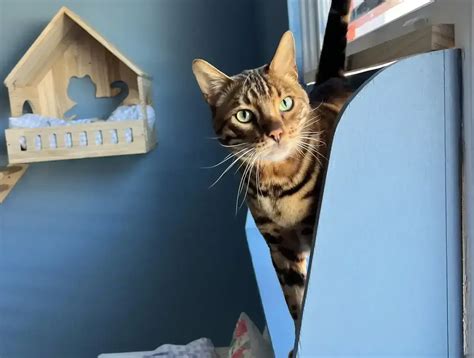 Cat Hotel Sydney: The Ideal Retreat for Playful Cats - Hotel For Cats