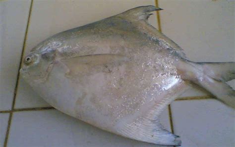 Buy Seafood Online,Cuttlefish Whole,Fresh Fish For Sale,Squid Strips ...