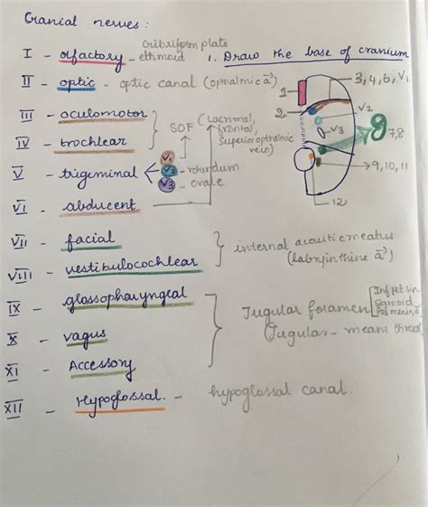 Cranial Nerves Anatomy Names Functions And Mnemonics Cranial Nerves ...