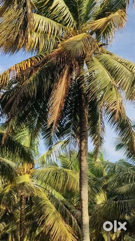 Good water condition coconut property sales - Lands & Plots - 1819098758